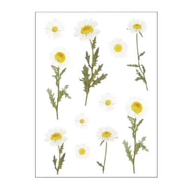 Daisy sticker sheet