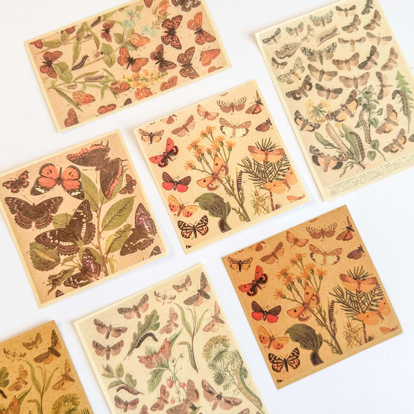 Butterfly specimen series paper pack - 60pcs