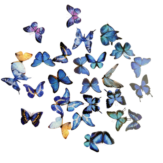 Blue butterflies PET sticker pack - 40pcs