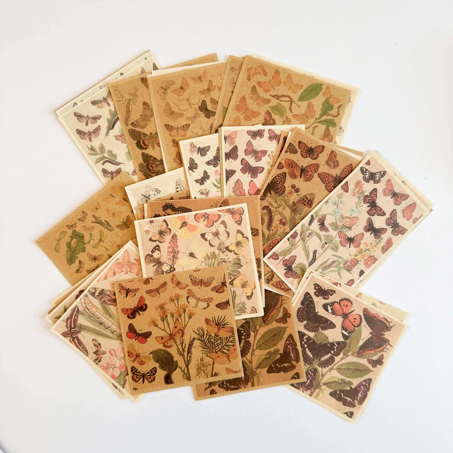 Butterfly specimen series paper pack - 60pcs